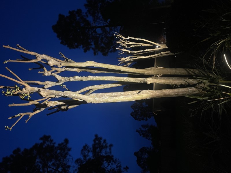 Terrific Tree Lighting in Valdosta, GA